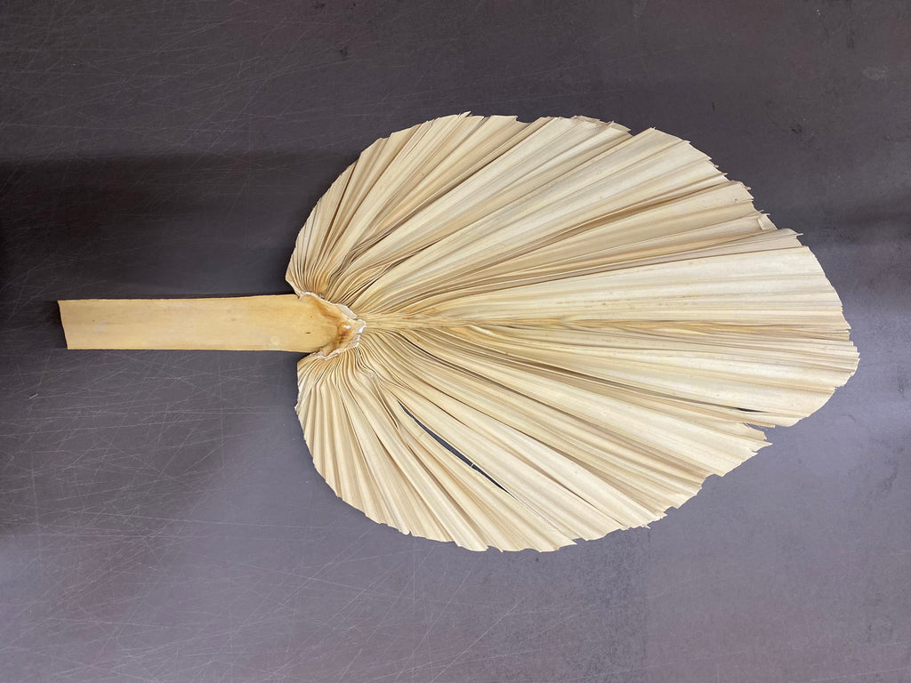 Dried Cut Palmetto - Floral Props and Design 