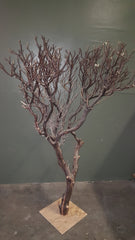 MANZANITA NATURAL TREE