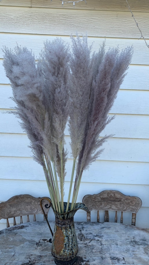Pampas Grass /foxtail - Floral Props and Design 