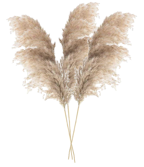 DRIED PAMPAS GRASS - 5 STEM BUNCH - Floral Props and Design 