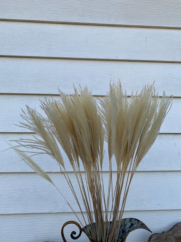 Dried Bleached Pampas Grass - Floral Props and Design 
