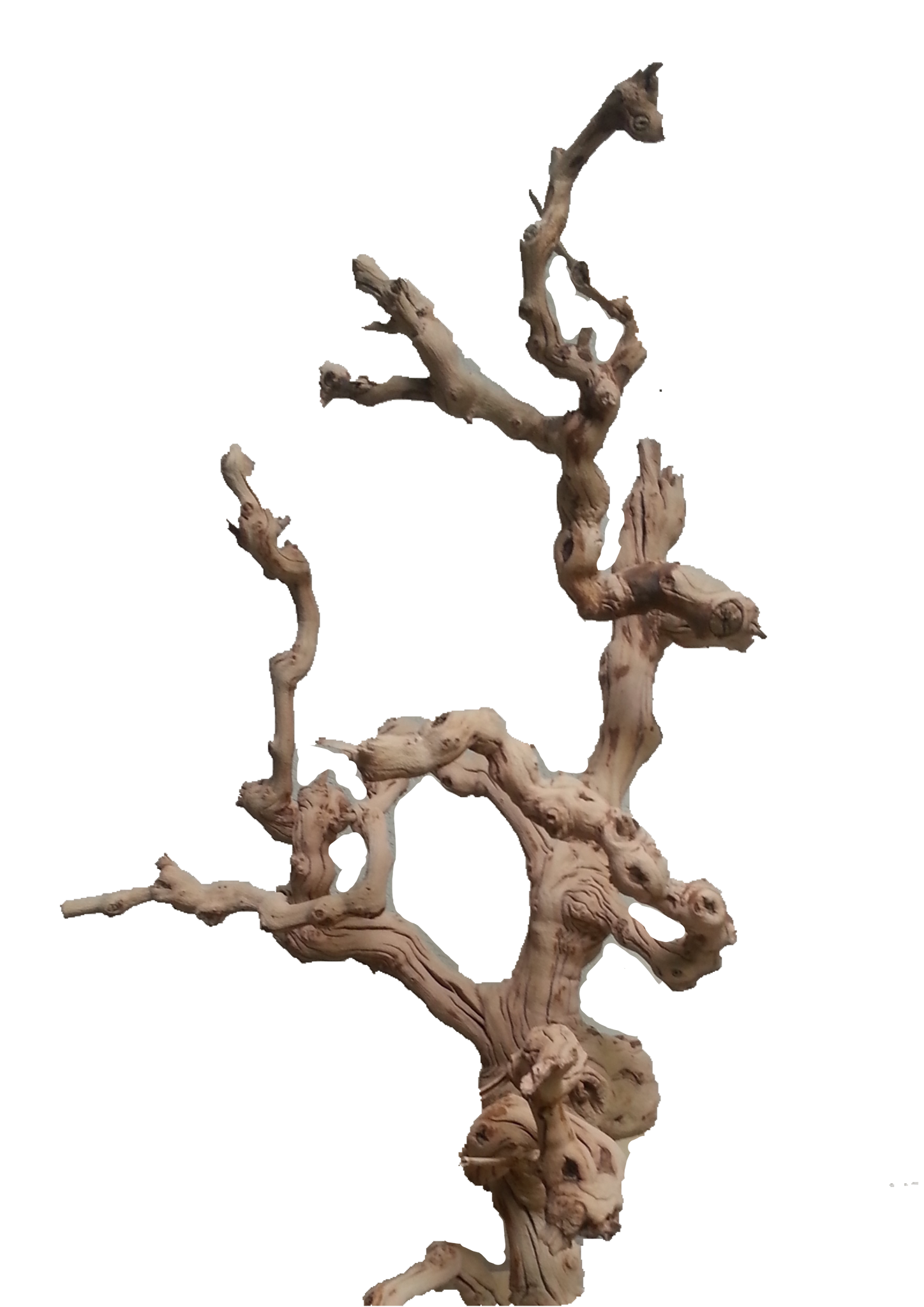 thumbnail image 2 of Pisces Ghostwood Sandblasted Branch - Natural Aquarium & Terrarium Driftwood 2 of 5