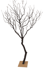 MANZANITA NATURAL TREE