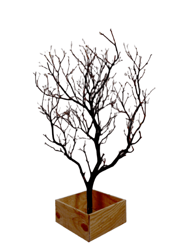 MANZANITA  NATURAL TABLETOP TREE - Floral Props and Design 