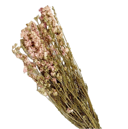 AIR DRIED LARKSPUR - Floral Props and Design 